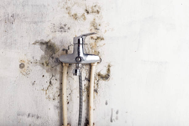 Best Mold Removal Near Me  in Citronelle, AL