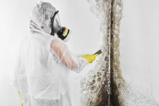 Best Fast Mold Removal  in Citronelle, AL