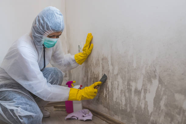 Professional Mold Removal in Citronelle, AL