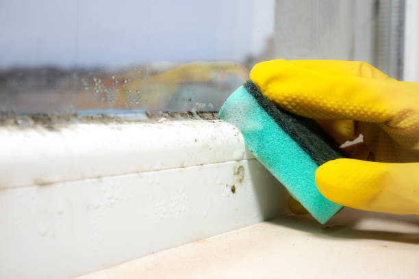 Best Local Mold Removal Service  in Citronelle, AL