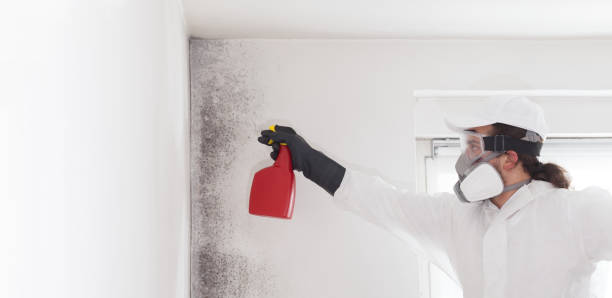 Best Mold Removal Company Near Me  in Citronelle, AL