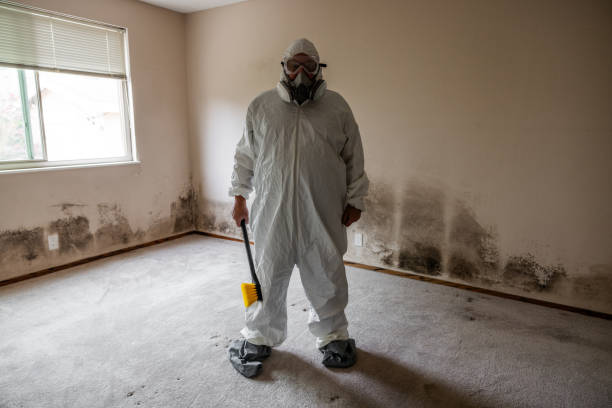 Mold Removal and Inspection in Citronelle, AL