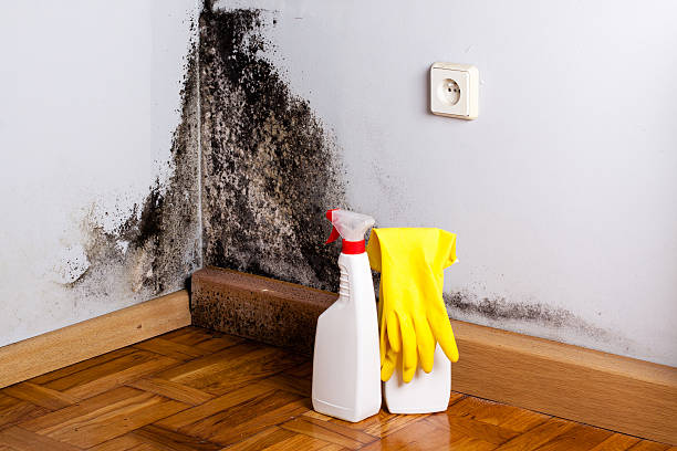 Best Residential Mold Removal  in Citronelle, AL
