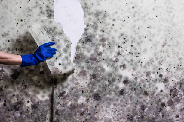 Best Professional Mold Removal  in Citronelle, AL