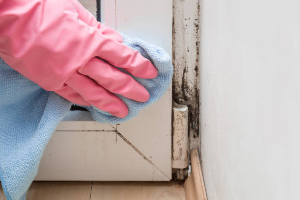 Best Residential Mold Removal  in Citronelle, AL