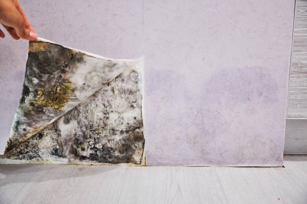 Best Crawl Space Mold Removal  in Citronelle, AL
